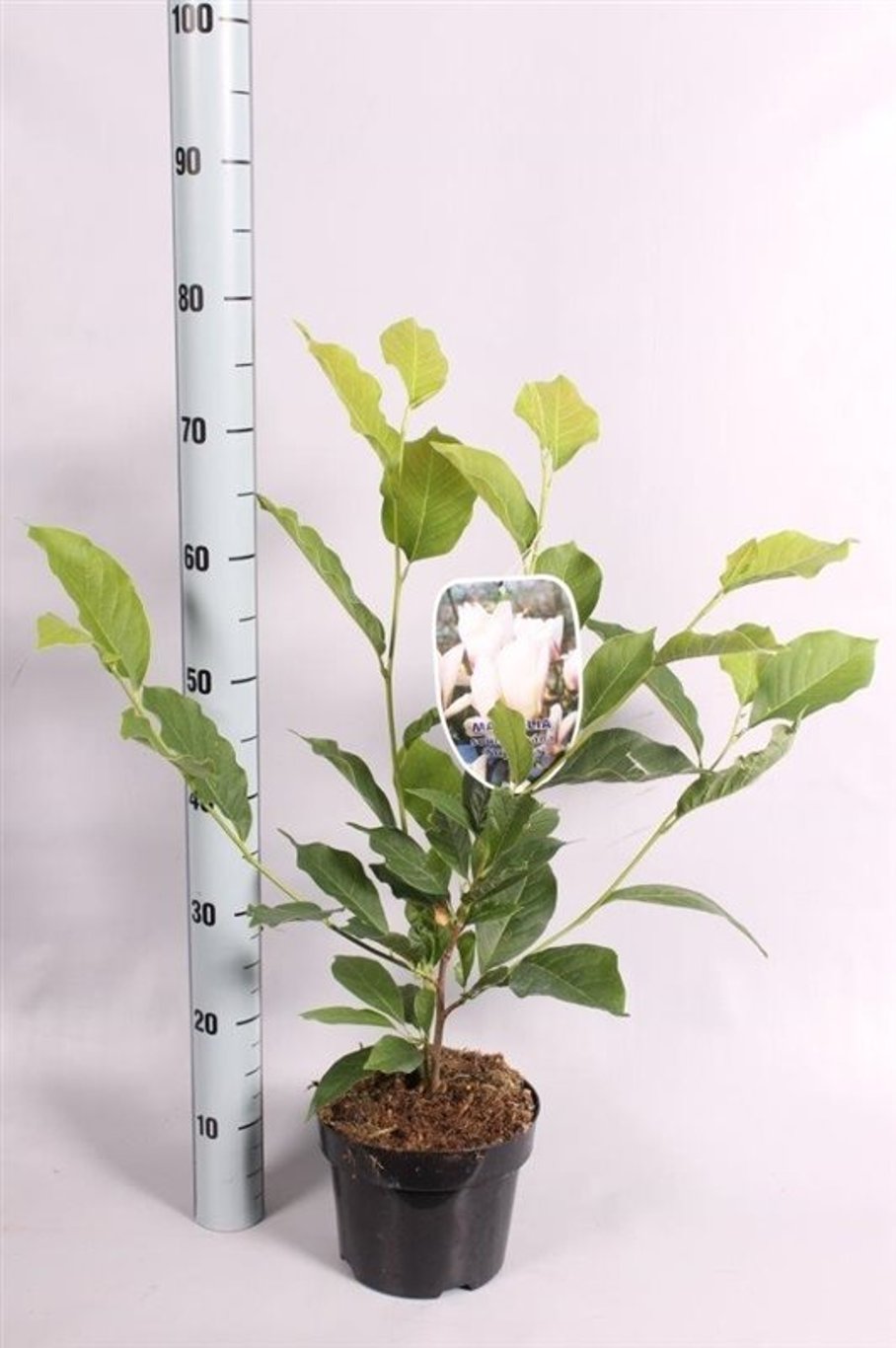 Magnolia soul. 'Superba' - C3 50-60 CM